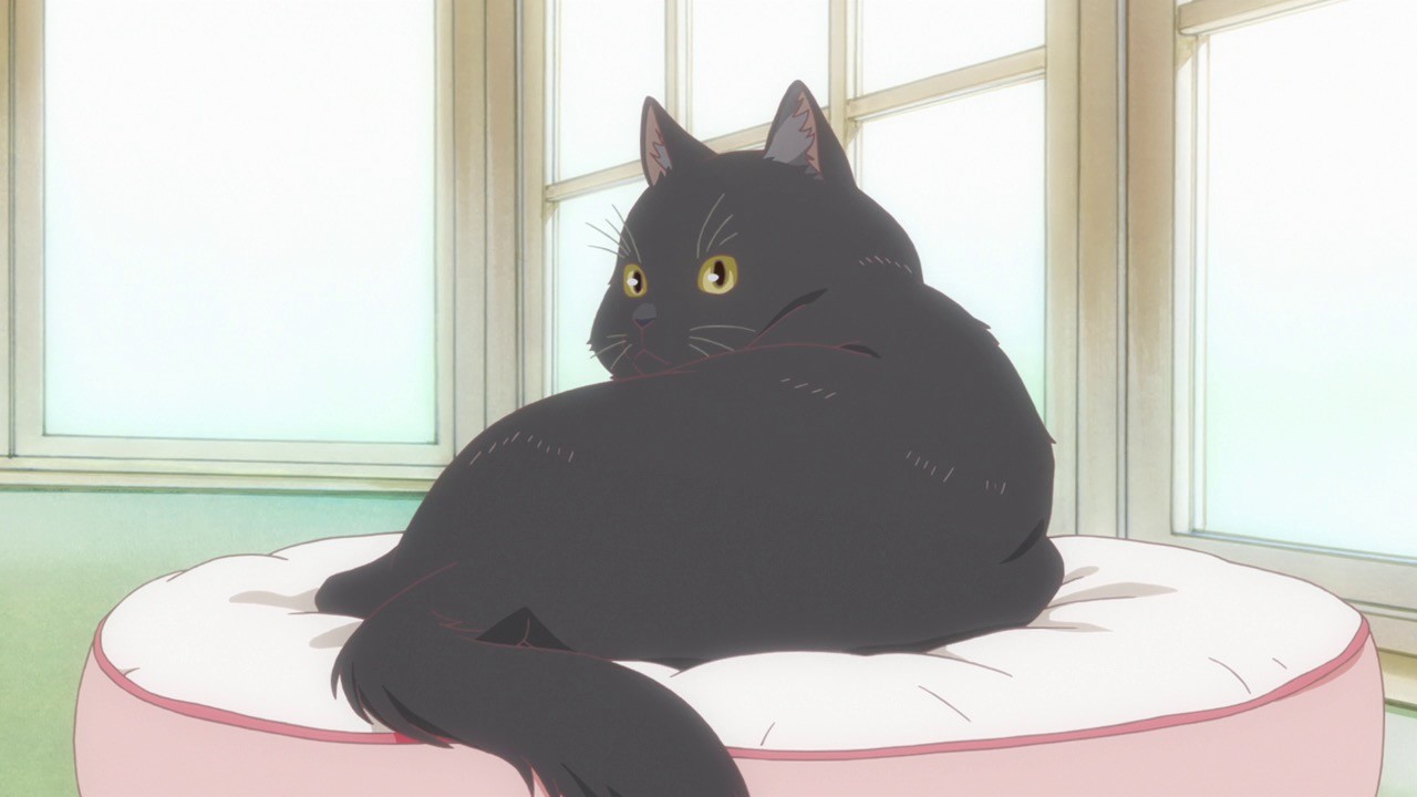 Nichijou, Kyoto anime, anime, cats, animals, collage, Sakamoto