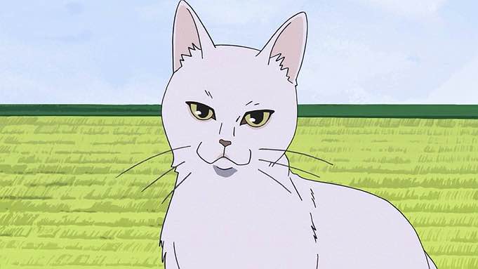 izuho natsume's cat