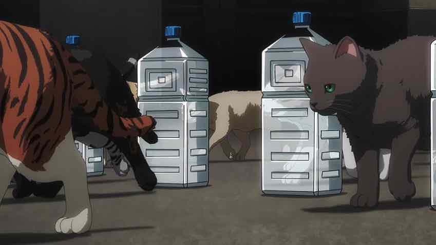 Nyaight of the Living Cat, Anime, Water bottles